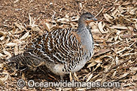 Malleefowl Leipoa ocellata Photo - Gary Bell