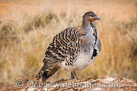 Malleefowl Leipoa ocellata photo Malleefowl Leipoa ocellata photo