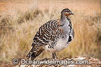 Malleefowl Leipoa ocellata Photo - Gary Bell