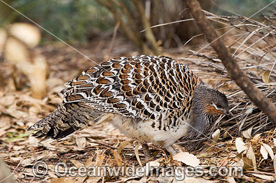 Malleefowl photo Malleefowl photo
