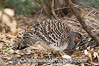 Malleefowl Photo - Gary Bell