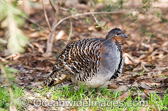 Malleefowl Leipoa ocellata photo Malleefowl Leipoa ocellata photo