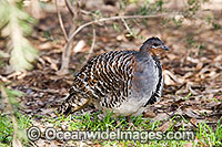Malleefowl Leipoa ocellata Photo - Gary Bell