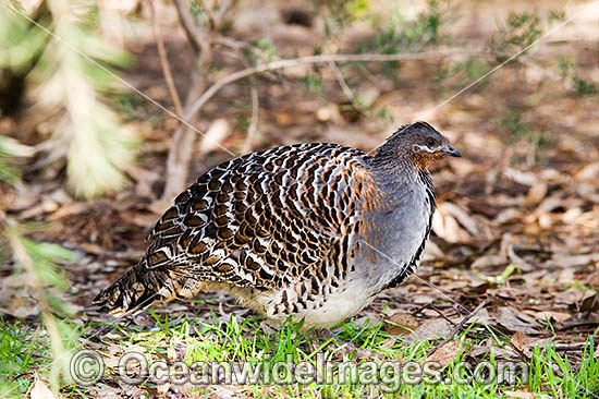 Malleefowl photo Malleefowl photo