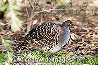 Malleefowl Photo - Gary Bell