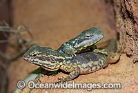Tawny Dragons Ctenophorus decresii Photo - Gary Bell