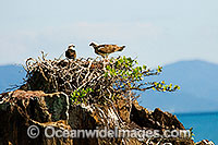 Osprey Pandion haliaetus Photo - Gary Bell