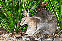 Bridled Nailtail Wallaby Onychogalea fraenata Photo - Gary Bell