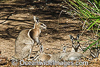 Bridled Nailtail Wallaby Onychogalea fraenata Photo - Gary Bell