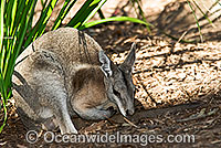 Bridled Nailtail Wallaby Onychogalea fraenata Photo - Gary Bell