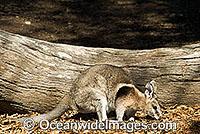 Bridled Nailtail Wallaby Onychogalea fraenata Photo - Gary Bell