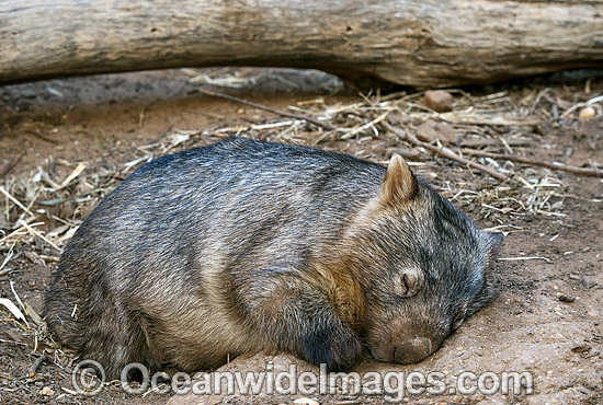 Common Wombat Vombatus ursinus photo Common Wombat Vombatus ursinus photo