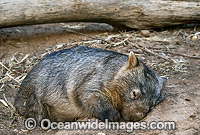 Common Wombat Vombatus ursinus Photo - Gary Bell