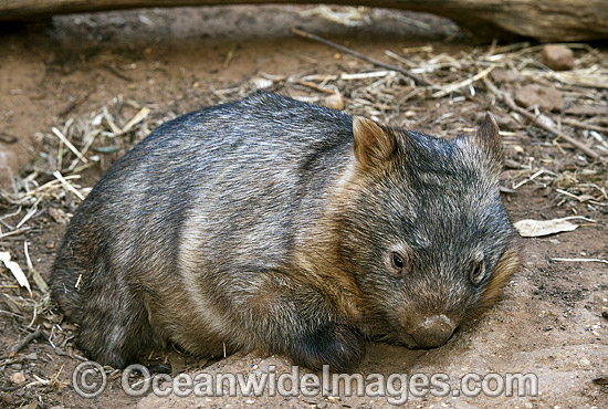 Common Wombat Vombatus ursinus photo Common Wombat Vombatus ursinus photo