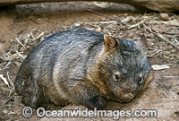 Common Wombat Vombatus ursinus Photo - Gary Bell