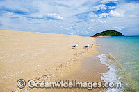 Silver Gulls Whitsunday Islands Photo - Gary Bell