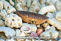 crab carapace Photo - Gary Bell