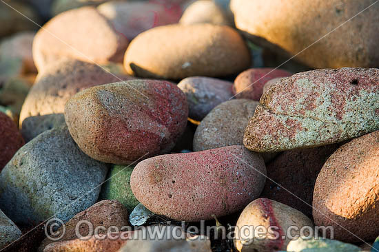 coral sea shells crab carapace photo