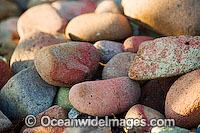 coral sea shells crab carapace Photo - Gary Bell