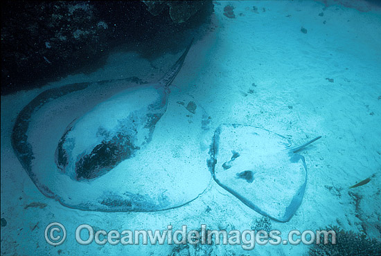 Blotched fantail Stingray Teiniura meyeni photo