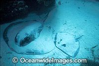 Blotched fantail Stingray Teiniura meyeni Photo - Gary Bell