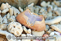 Beach Rubble Photo - Gary Bell