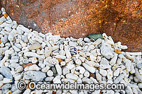 Beach Hayman Island Photo - Gary Bell