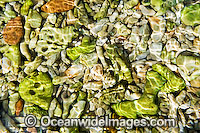Beach Great Barrier Reef Photo - Gary Bell