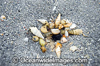 Mud Whelk Hole Photo - Gary Bell