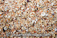 Coral Great Barrier Reef Photo - Gary Bell