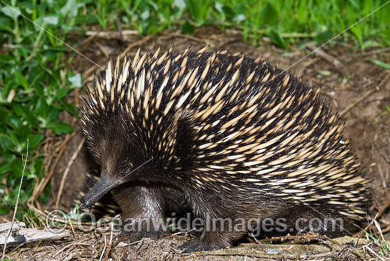Short-beaked Echidna Tachyglossus aculaetus photo