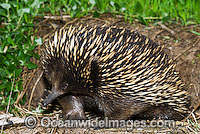 Short-beaked Echidna Tachyglossus aculaetus Photo - Gary Bell