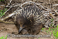 Short-beaked Echidna Tachyglossus aculaetus Photo - Gary Bell
