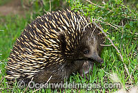 Short-beaked Echidna Tachyglossus aculaetus Photo - Gary Bell