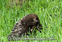 Short-beaked Echidna Tachyglossus aculaetus Photo - Gary Bell