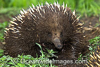Short-beaked Echidna Photo - Gary Bell