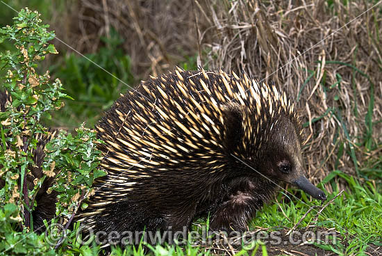 Short-beaked Echidna Tachyglossus aculaetus photo