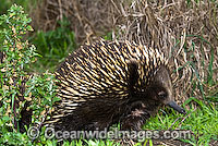 Short-beaked Echidna Tachyglossus aculaetus Photo - Gary Bell