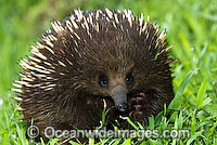 Short-beaked Echidna Photo - Gary Bell