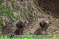 Short-beaked Echidnas courting Photo - Gary Bell