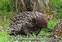 Short-beaked Echidna Photo - Gary Bell