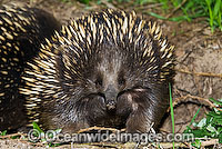 Short-beaked Echidna Tachyglossus aculaetus Photo - Gary Bell