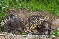 Short-beaked Echidnas courting Photo - Gary Bell