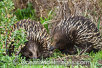 Short-beaked Echidnas courting Photo - Gary Bell