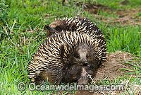 Short-beaked Echidnas courting Photo - Gary Bell