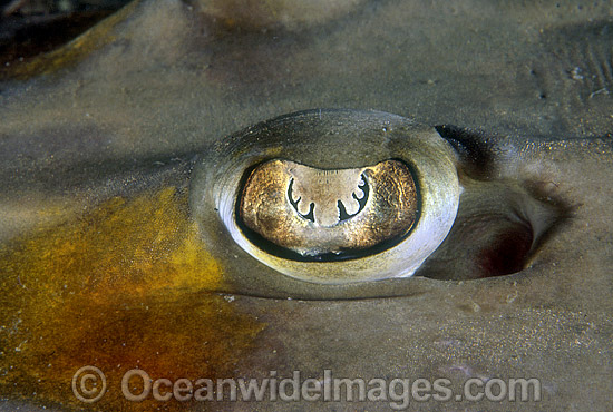 Eye of Giant Shovelnose Ray photo Eye of Giant Shovelnose Ray photo