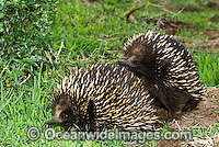 Short-beaked Echidnas courting Photo - Gary Bell