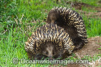 Short-beaked Echidnas courting Photo - Gary Bell