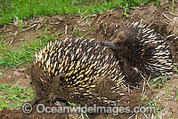 Short-beaked Echidnas courting Photo - Gary Bell