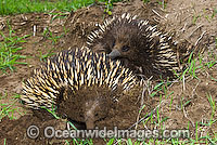 Short-beaked Echidnas courting Photo - Gary Bell
